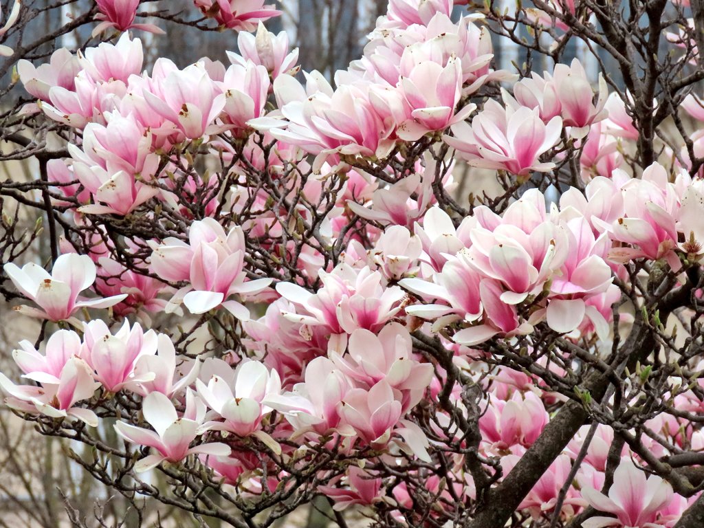 Mart_in_Paris's tweet image. Paris
21 mars 2025
Les magnolias sont en fleurs 🌸🩷🌸
Dommage, en ce 2e jour de printemps le ciel n&apos;était pas bleu, mais ces arbres en fleurs restent magnifique! 🩷🌸🩷
#JardinDesTuileries #ParisJeTAime #Printemps #Magnolia #Magnolias #ParisLovers