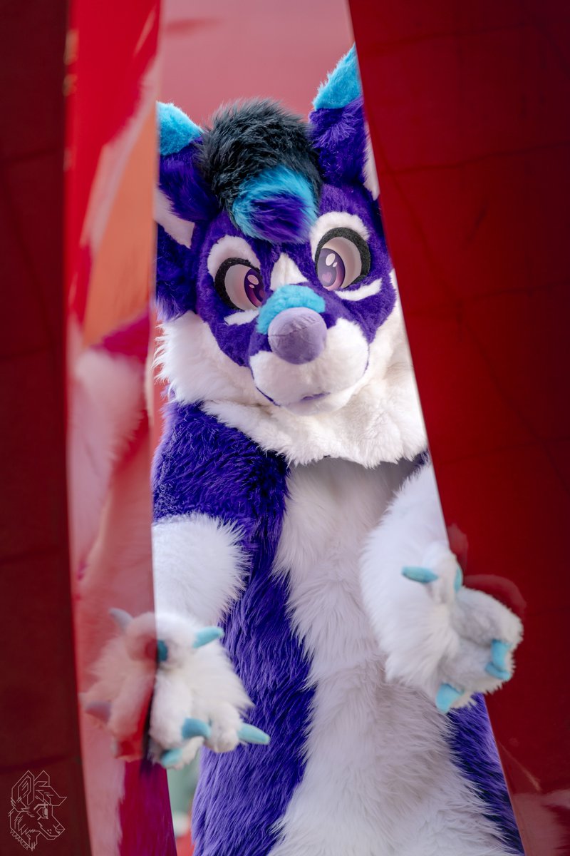 Hello there :3

#FursuitFriday
📷 <a href="/vlaaacek/">VlaceK</a> 
🧵 <a href="/AltaWoof/">Alta!! 🔜 Pawske, MFF</a> 
📍 #NFC25