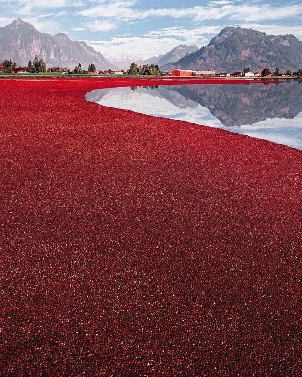 MadelnCanada's tweet image. Cranberry harvest in beautiful Canada ❤️🇨🇦