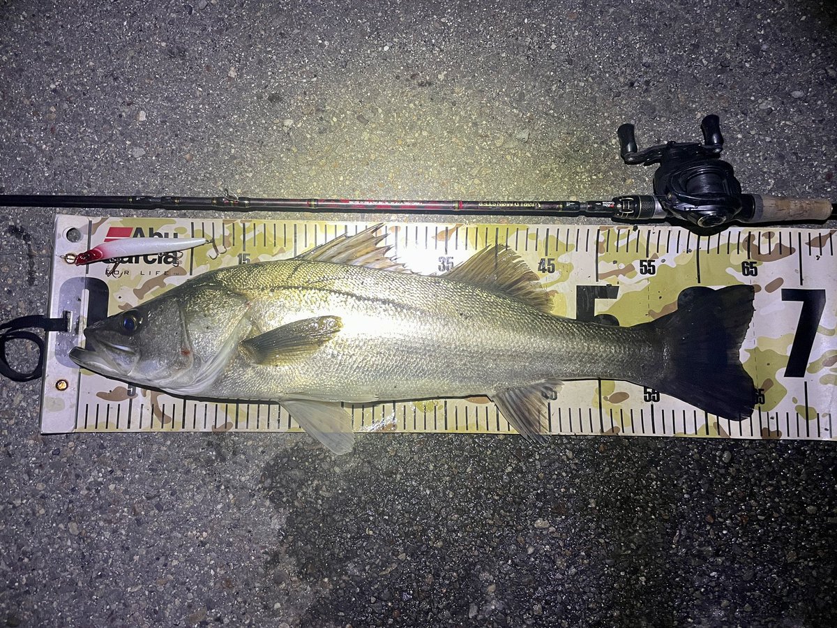 CrossOver12_Abu's tweet photo. まだまだシーバスがボイルしてるけど風が強いから帰るぜ。

とりあえず1本🎣

#シーバス
#AbuGarcia
#OneCurrent125F https://t.co/7lZVxompDI
