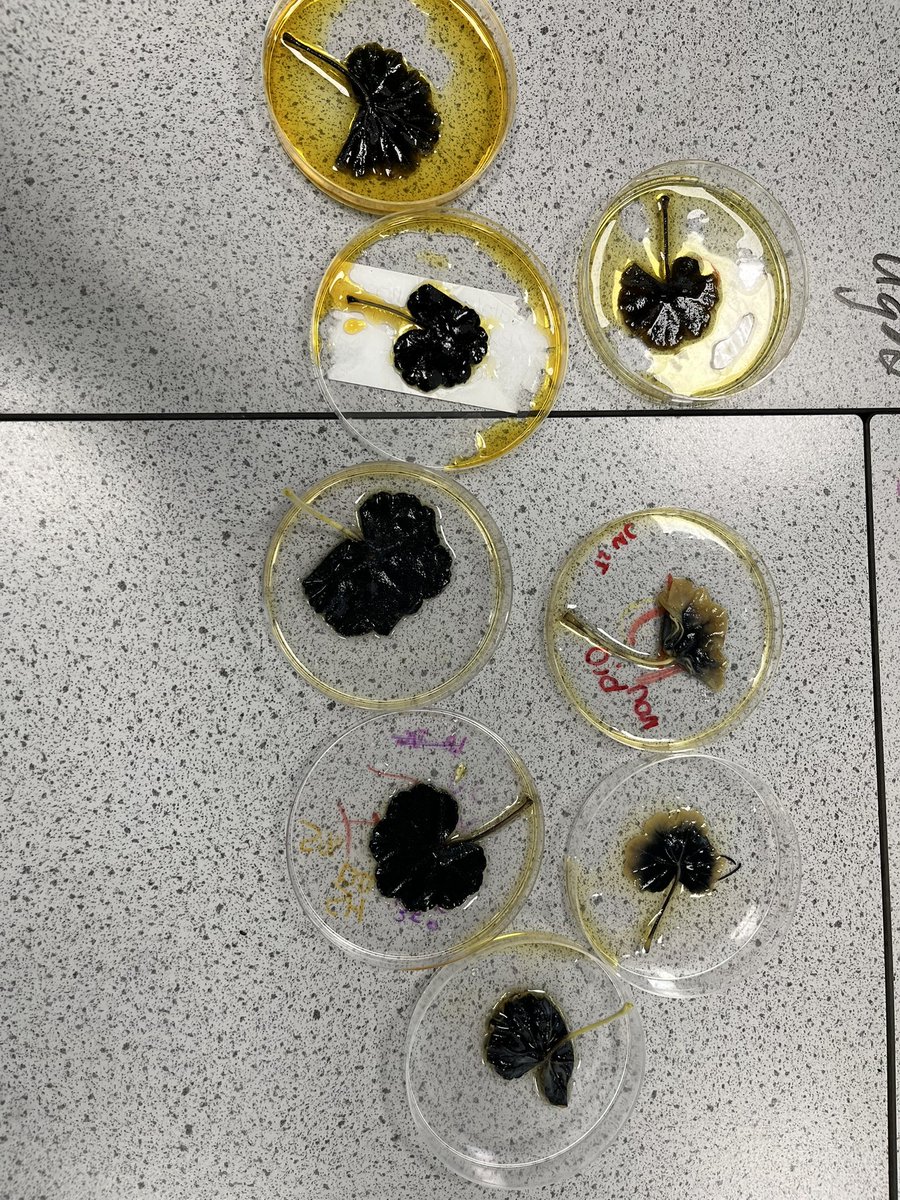 Some great work with S2 tearing leaves for starch. 
Great discussions around the leaves that had no starch at the edge.