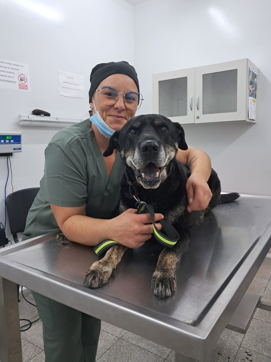 fvetuy's tweet photo. 🐶❤️  FVET pionera: primer marcapasos colocado exitosamente en un perro en Uruguay

♦️ El hito ocurrió el 13 de marzo de 2025 en el Hospital Veterinario, con la participación conjunta de profesionales de la veterinaria y de la medicina humana.

+ info: 🔗 https://t.co/frcdNf32QH https://t.co/HXVQ7uAjDk