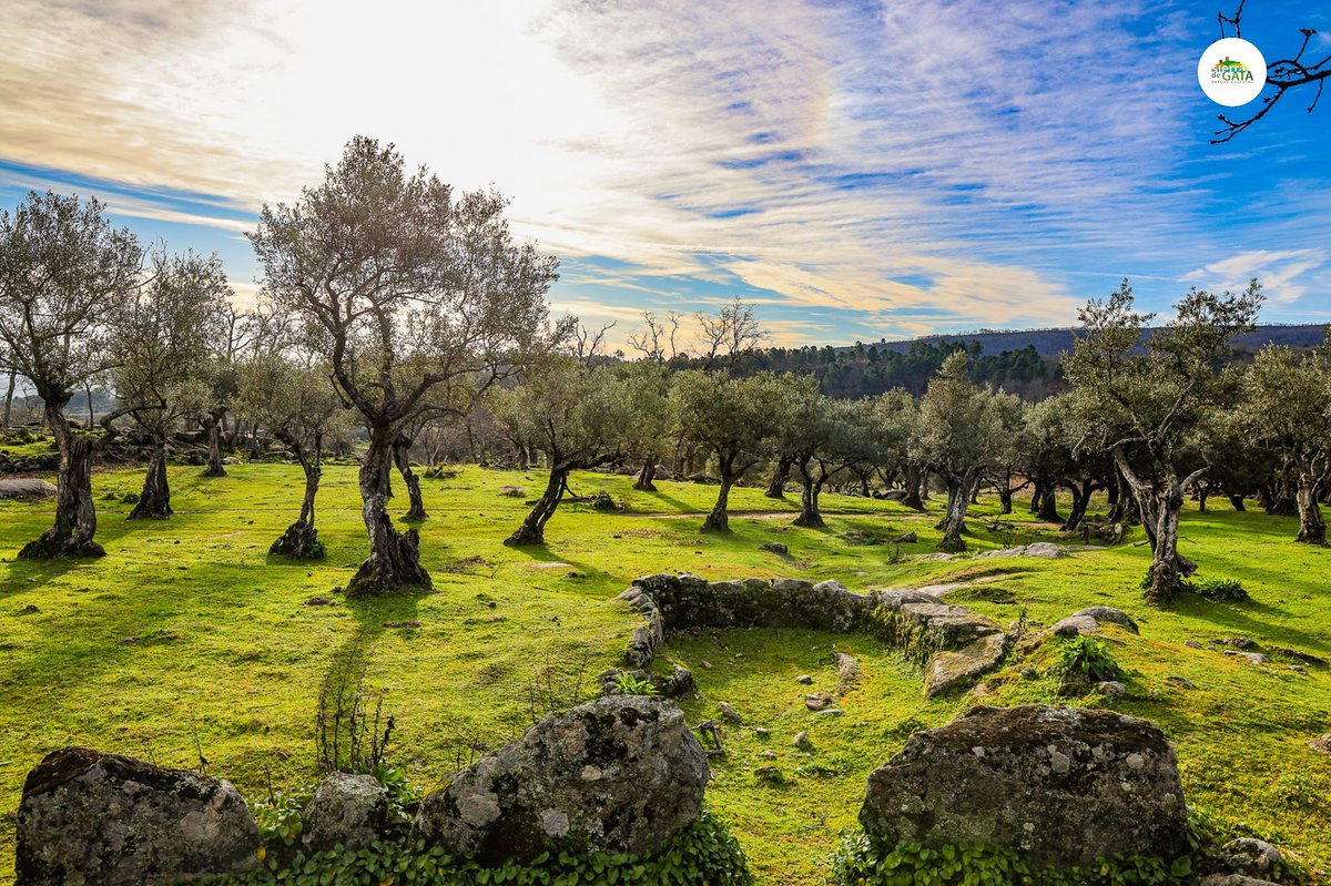 Los olivares, esencia de la Sierra de Gata 
La Sierra de Gata es robledales, castañares, pinares y encinas… pero, sobre todo, es olivares. 

#SierraDeGata #OlivaresTradicionales #ManzanillaCacereña #ExtremaduraAuténtica