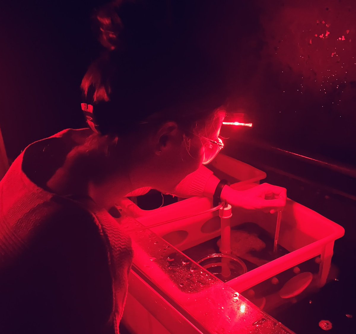 DiseaseMatters's tweet photo. Spawning continues @DerbyUni @CoralSpawning @CORDAP_ https://t.co/V589fI6c8P
