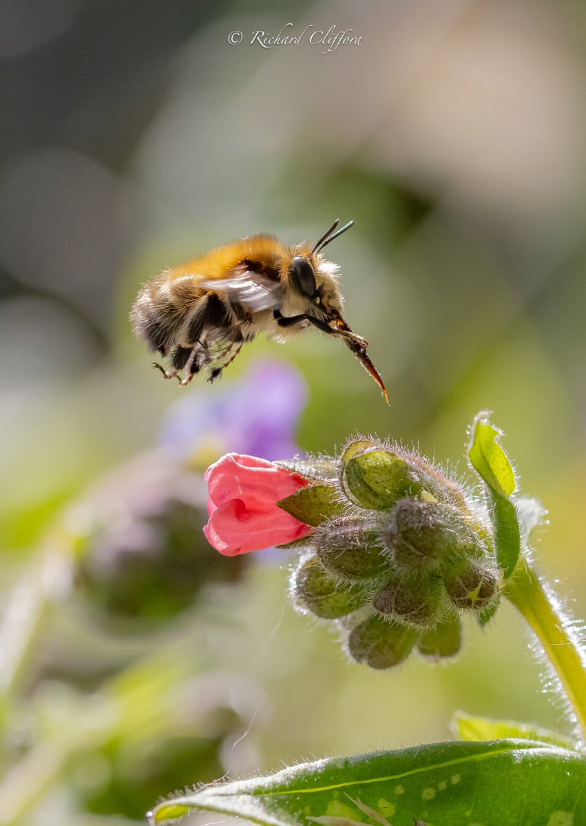 The Hairy Footed Flower Bee is one of the first insects to start zooming around our garden flowers. Pulmonaria is an early blooming favourite.