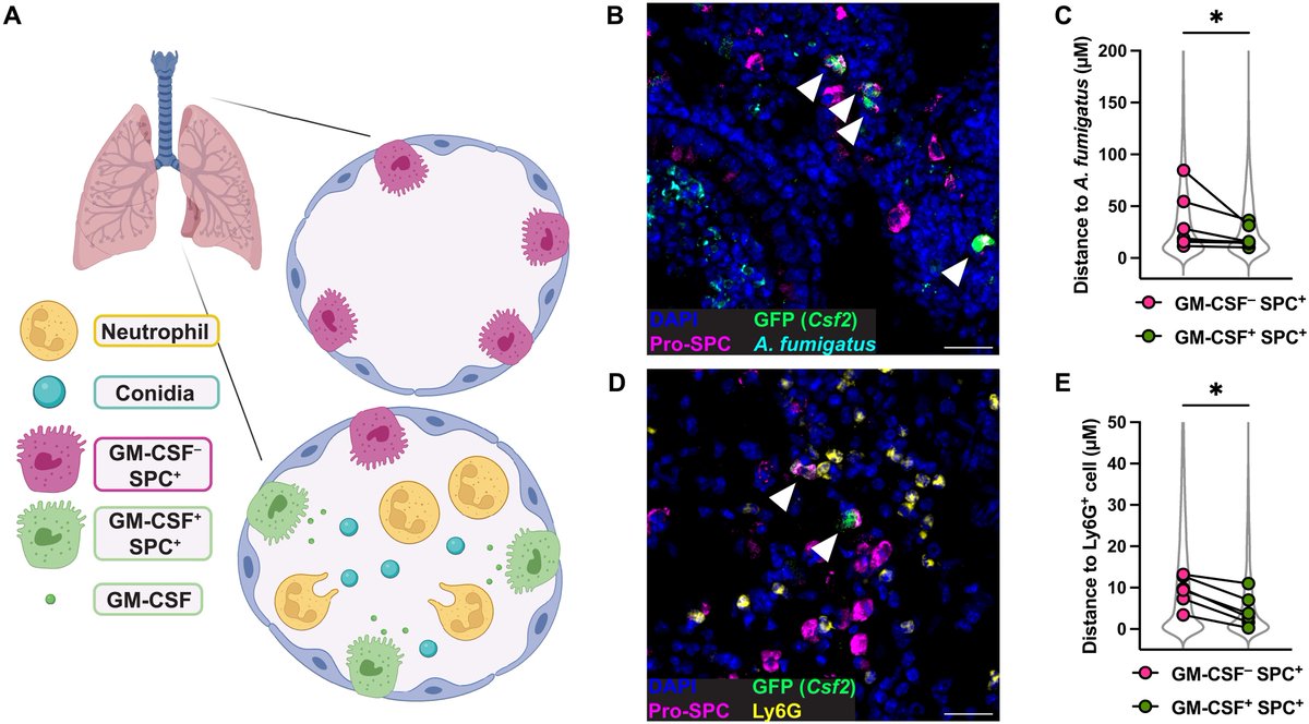 Waggoner Lab (@labwaggoner) on Twitter photo During mold infection, epithelial-derived GM-CSF licenses neutrophil killing of fungal cells, leading to improved survival <a href="/SciImmunology/">Science Immunology</a> <a href="/kmills711/">Kathleen Mills, PhD</a> <a href="/tmhohl71/">Tobias Hohl is now @fungalspore.bsky.social</a>
science.org/doi/10.1126/sc… During mold infection, epithelial-derived GM-CSF licenses neutrophil killing of fungal cells, leading to improved survival <a href="/SciImmunology/">Science Immunology</a> <a href="/kmills711/">Kathleen Mills, PhD</a> <a href="/tmhohl71/">Tobias Hohl is now @fungalspore.bsky.social</a>
science.org/doi/10.1126/sc…