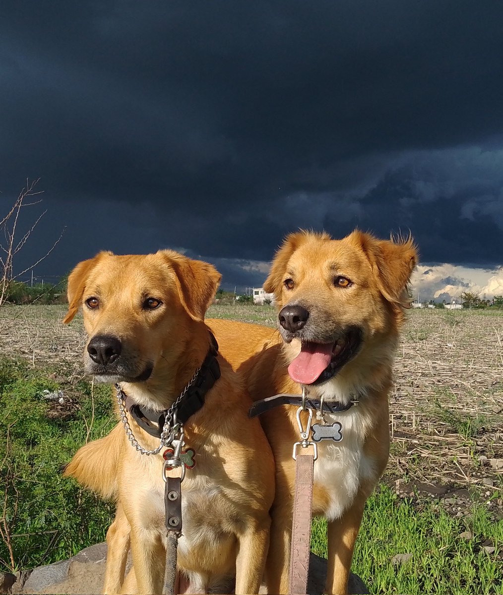 Nyu_umi's tweet image. #AdopciónEspecial Galax &amp;amp; Astro
Los gemelitos han pasado por cosas que no se imaginan, recuerdo perseguirlos y buscarlos por horas, llorar por no encontrarlos, pasaron por enfermedades fuertes en la calle y cuando tuvieron refugio los seguían molestando. Sé que ya no los había