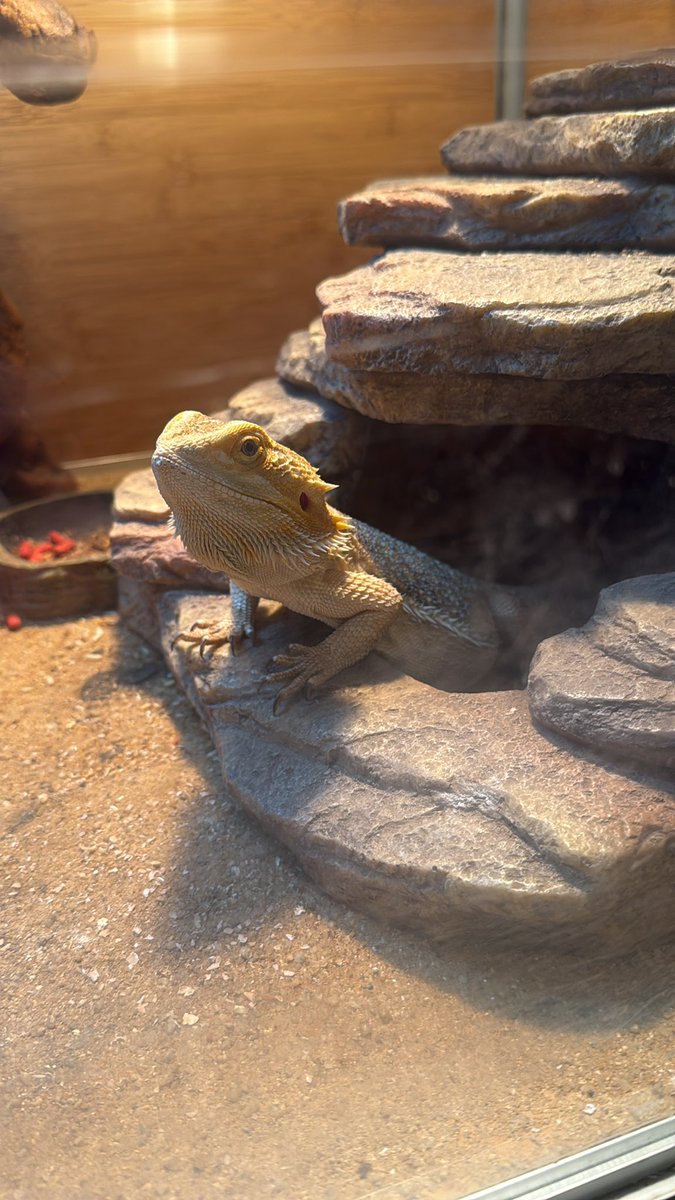 D3fMosT7y's tweet photo. @moonpay Memecoin this guy, he just got dropped off one day, been keeping him happy tho. https://t.co/5fyyVAkfQK