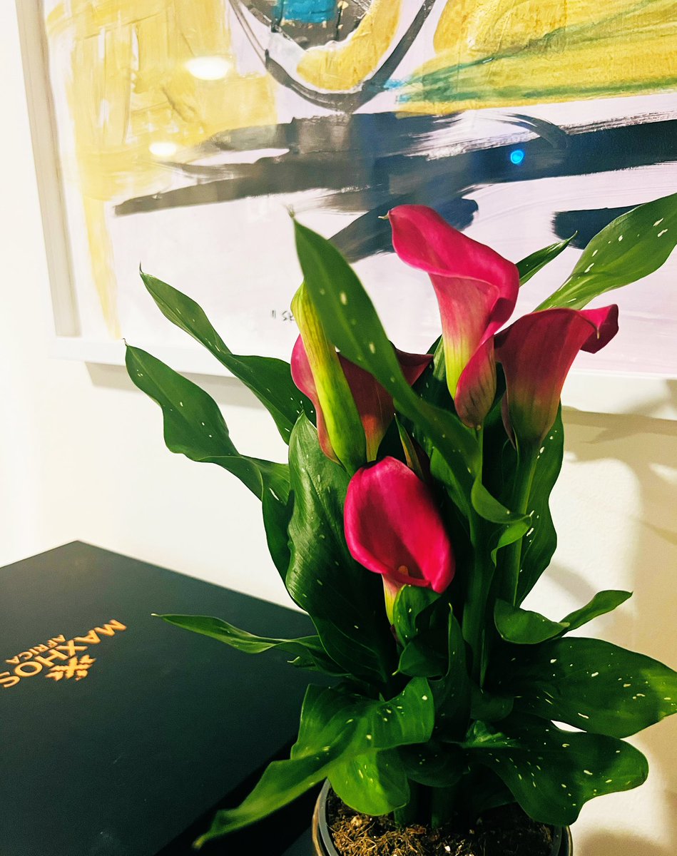 SbuMpungose's tweet image. #HappySpringTime from the Northern Hemisphere.