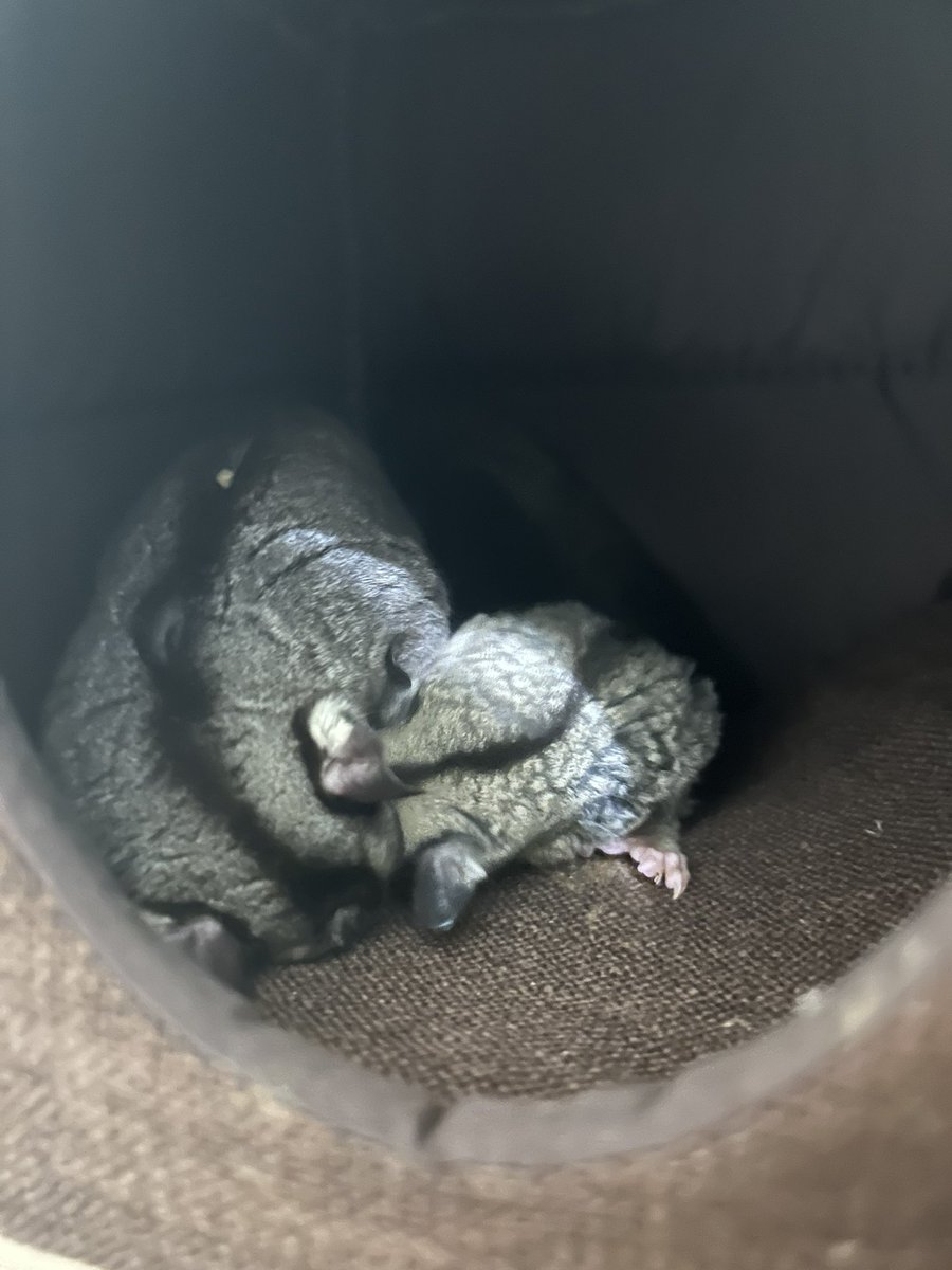 剛餵完七七怎麼就睡在一起了！ 是在可愛什麼！😠 好喜歡😠😠😠 （just