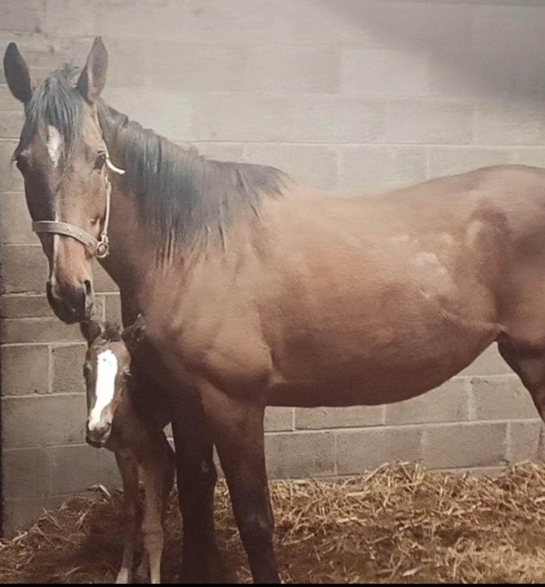 Ashroe Stud (@ashroestud) on Twitter photo Meet our newest addition. A beautiful filly foal with a striking nose stripe. Her proud mum is Ashroe Diamond, and her sire is the talented Blue Bresil <a href="/RathbarryStud/">Rathbarry & Glenview</a> Can't wait to see what she grows into! Meet our newest addition. A beautiful filly foal with a striking nose stripe. Her proud mum is Ashroe Diamond, and her sire is the talented Blue Bresil <a href="/RathbarryStud/">Rathbarry & Glenview</a> Can't wait to see what she grows into!
