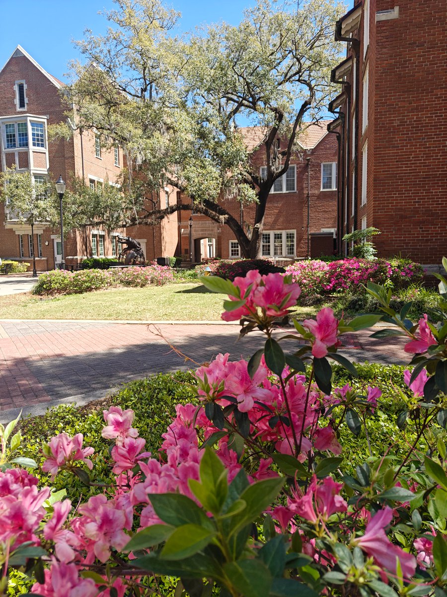 UFEconomics's tweet photo. Campus is blooming๐ธ๐ธEnjoy a few pics from around Matherly Hall. #HappySpring #SpringOnCampus #economicsdepartment https://t.co/buDcLv5b56