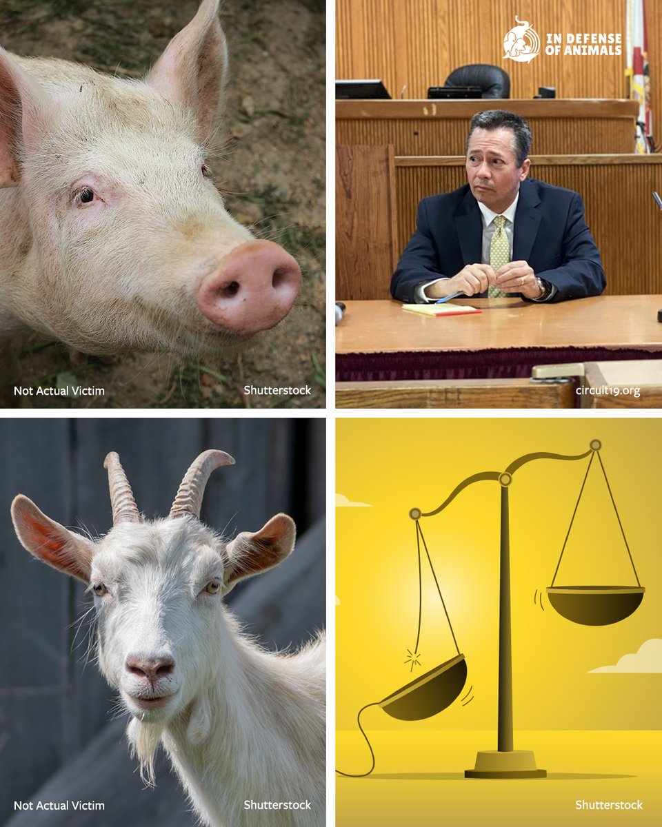 IDAUSA's tweet image. 🐖🐐 Florida judge lets animal torturers off easy! Cabrera: probation; Gonzalez: probation, no jail. Demand real justice!
📢 Contact Judge Heisey: bit.ly/4iDGQMJ
Pls RT and support our work: bit.ly/41I64Ci
#JusticeForAnimals #EndAnimalCruelty