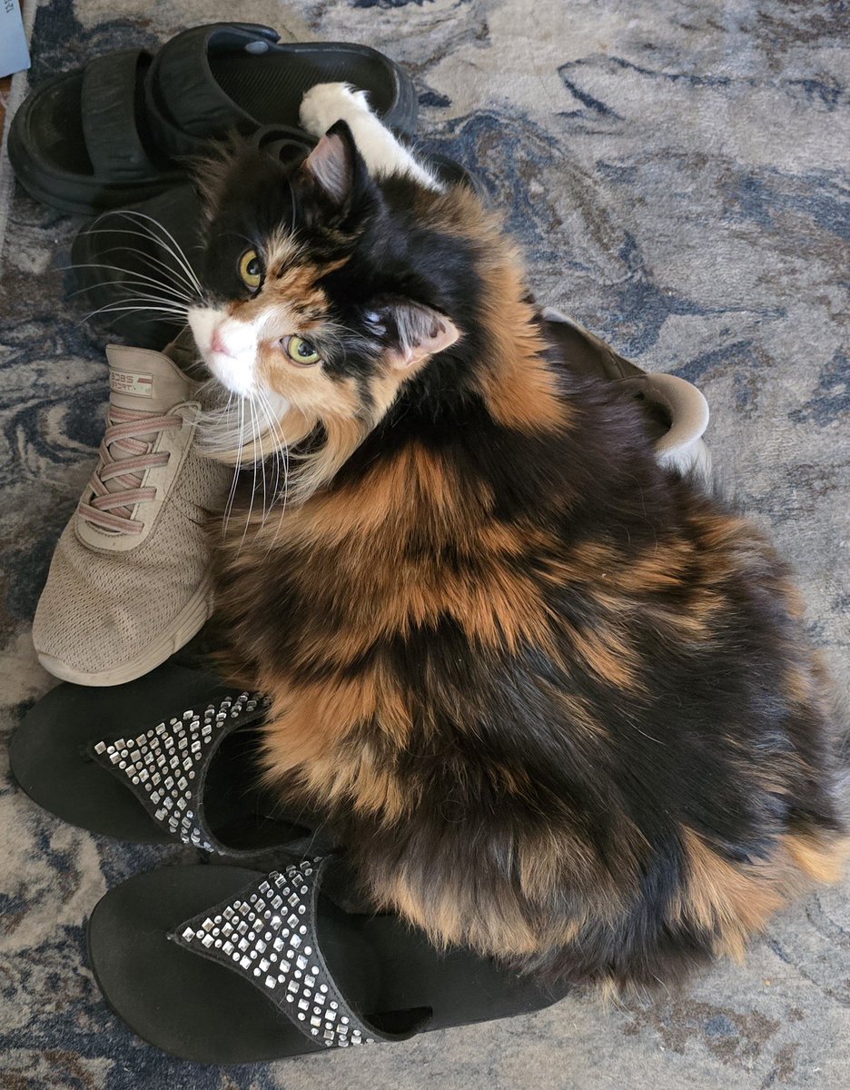 I can't leave the house because the cat has claimed all my shoes.