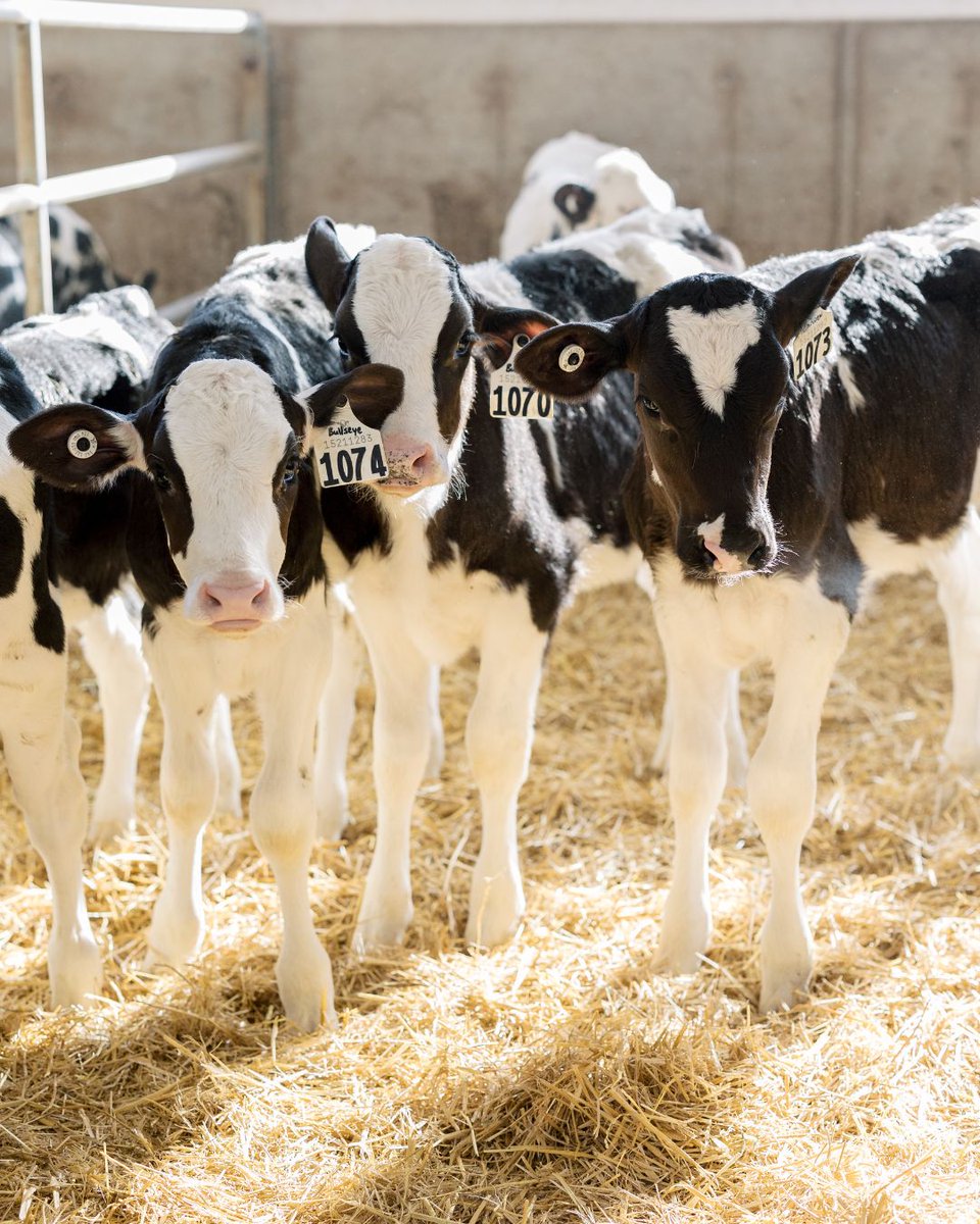 Product Feature: Advanced Calf Milk Replacer 🐄
Advanced Calf is designed with a high level of protein, sourced from both milk-based and functional proteins to support gut health, immunity, and overall performance. mapleviewagri.ca/product/maplev…