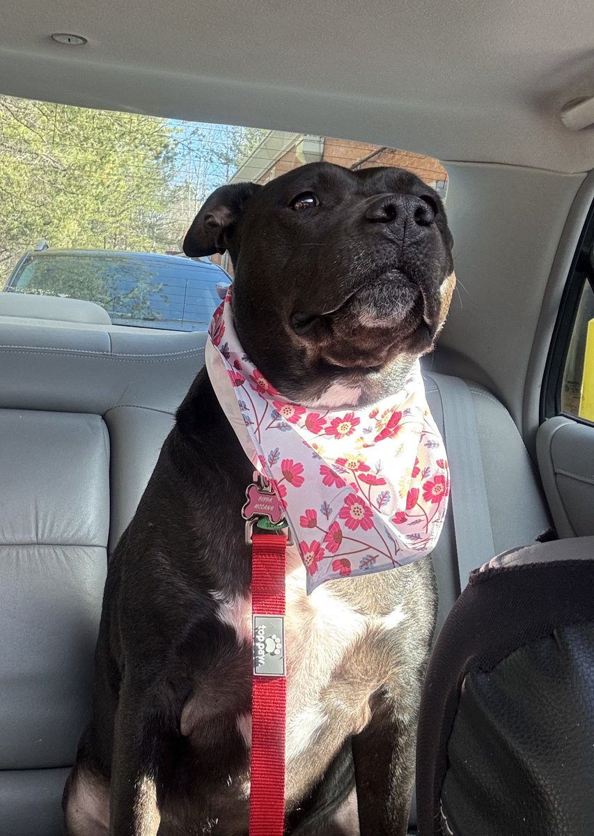 maybeitskat_'s tweet photo. @fauxmantis this is Pippa she is strange, thank you for your consideration :) https://t.co/Kte9hqKbuq