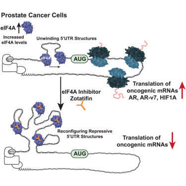 Online Now: Small-molecule RNA therapeutics to target prostate cancer dlvr.it/TJgYlq
