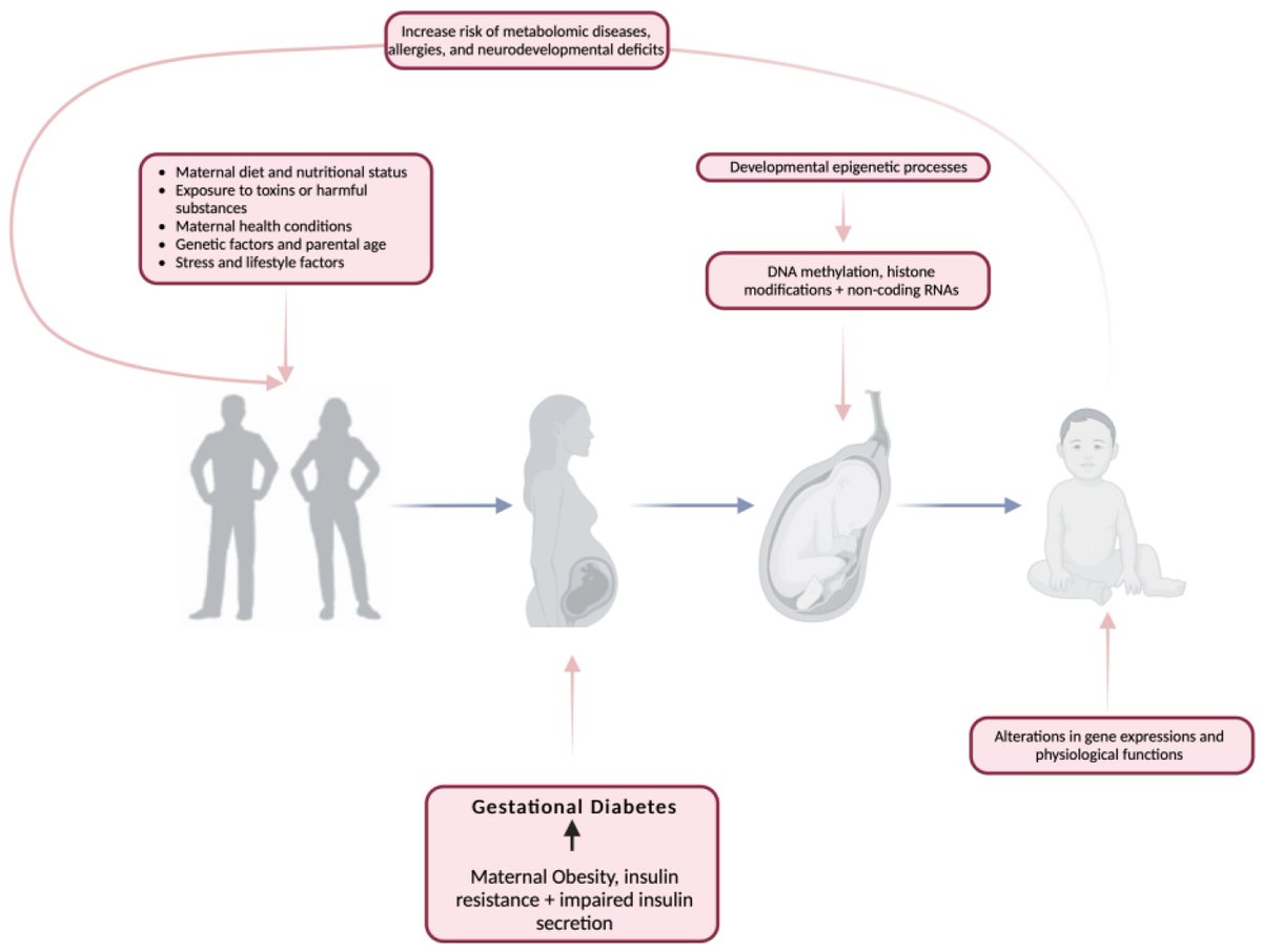Great REVIEW: The Hidden Impact of Gestational #Diabetes: Unveiling Offspring Complications and Long-Term Effects #DOHaD mdpi.com/3220238 <a href="/Life_MDPI/">Life MDPI</a> <a href="/DREAM_diabetes/">DREAM_Theme</a>