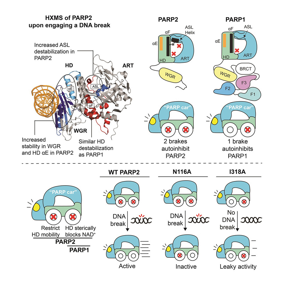Penn Medicine CSO (@pennmedcso) on Twitter photo New research out in <a href="/MolecularCell/">Molecular Cell</a> finds that PARP2 active site helix melts to permit DNA damage-induced enzymatic activation ft. Emily Smith-Pillet, Ramya Billur & Ben Black (<a href="/BB_UPenn/">UPenn Dept of Biochem & Biophys</a>) <a href="/PennGenomeInteg/">Penn Center for Genome Integrity</a> <a href="/PennEpiInst/">Penn Epigenetics</a> <a href="/BMBGGUPENN/">BBCB Graduate Group</a> sciencedirect.com/science/articl… New research out in <a href="/MolecularCell/">Molecular Cell</a> finds that PARP2 active site helix melts to permit DNA damage-induced enzymatic activation ft. Emily Smith-Pillet, Ramya Billur & Ben Black (<a href="/BB_UPenn/">UPenn Dept of Biochem & Biophys</a>) <a href="/PennGenomeInteg/">Penn Center for Genome Integrity</a> <a href="/PennEpiInst/">Penn Epigenetics</a> <a href="/BMBGGUPENN/">BBCB Graduate Group</a> sciencedirect.com/science/articl…