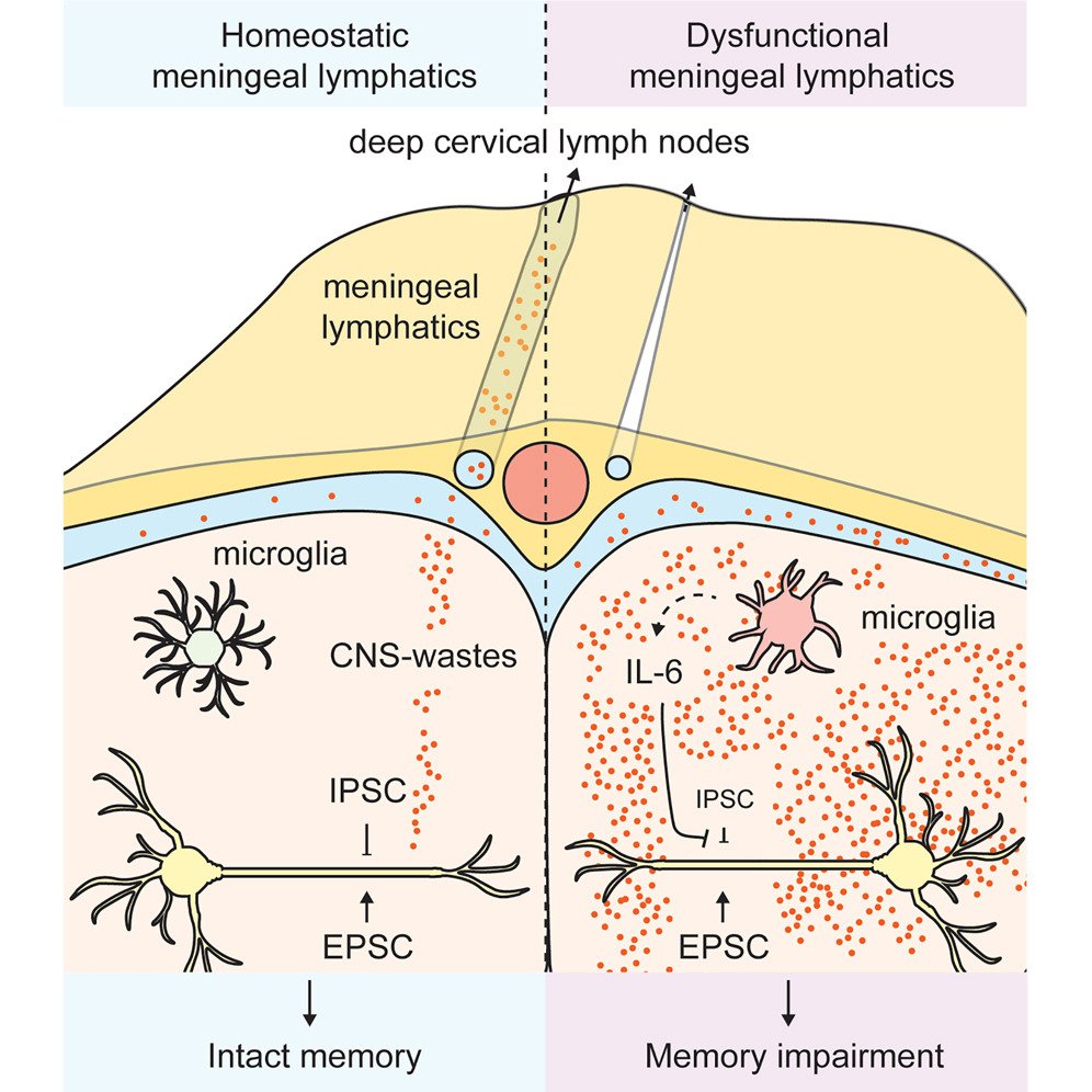 LabWaggoner's tweet photo. Dysfunctional meningeal lymphatics interfere with the inhibitory synaptic inputs and disrupt excitatory/inhibitory balance on cortical neurons in a microglia-IL-6-dependent manner @CellCellPress @jonykipnis
https://t.co/9zYUvuhJiO https://t.co/7oLSp6LzJv