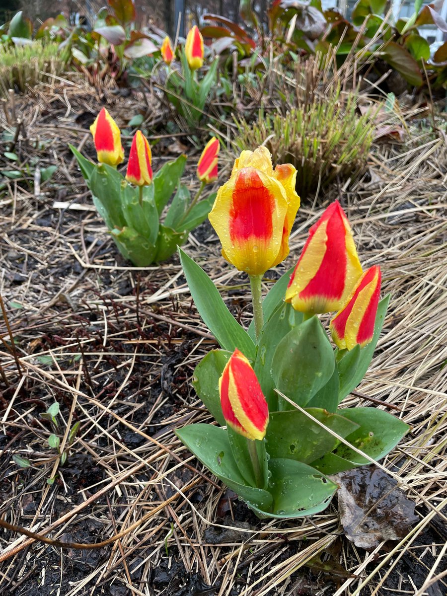 Introducing our new series, plant of the week! Tulip ‘Stresa’ is an early spring bloomer that brightens up the landscape as it emerges from its winter slumber. A patch of these tulips’ weave through the north end of the park, on the west side of Elliott Way, south of Bell Street.