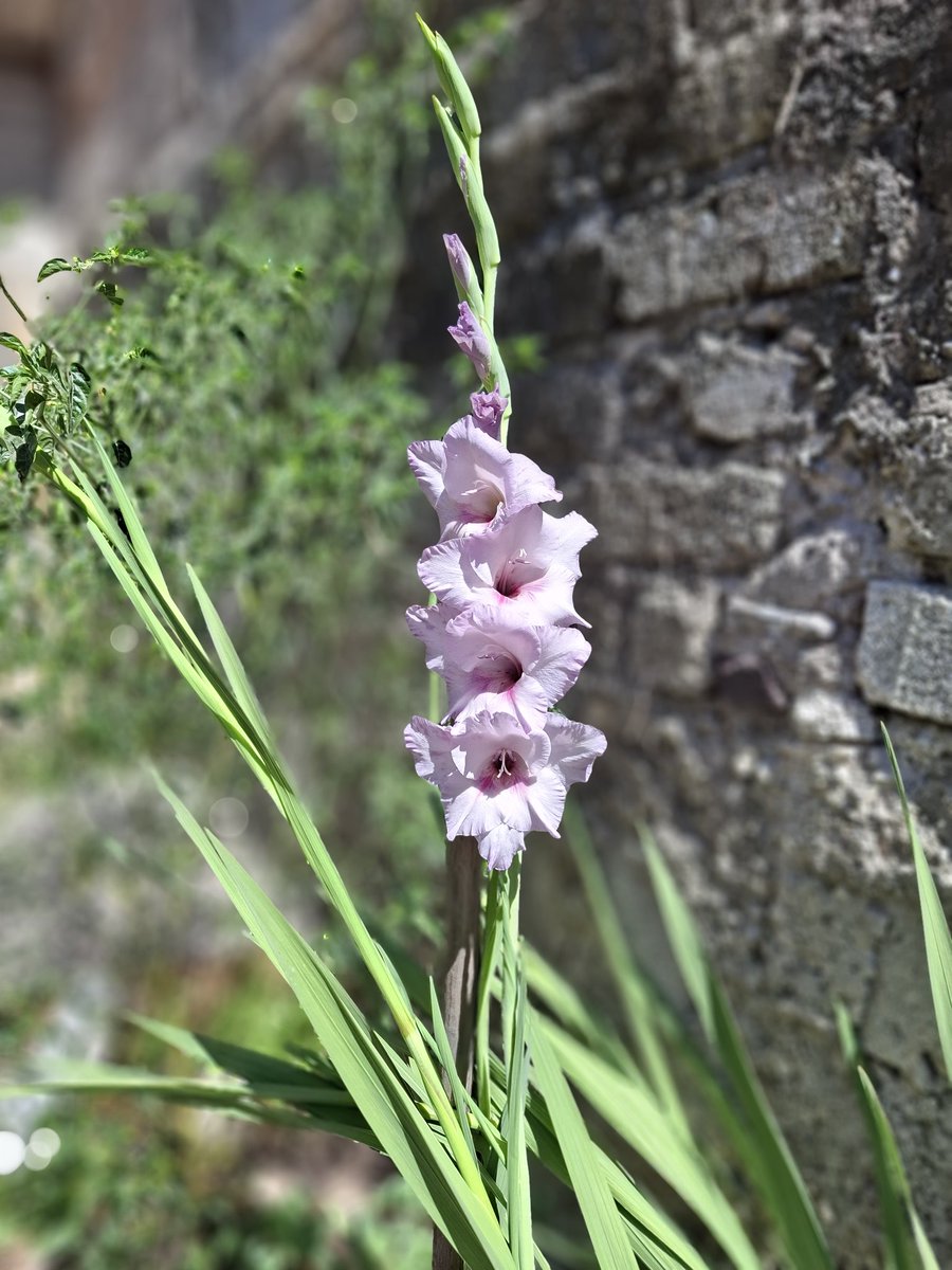 A . Ivann tweet media