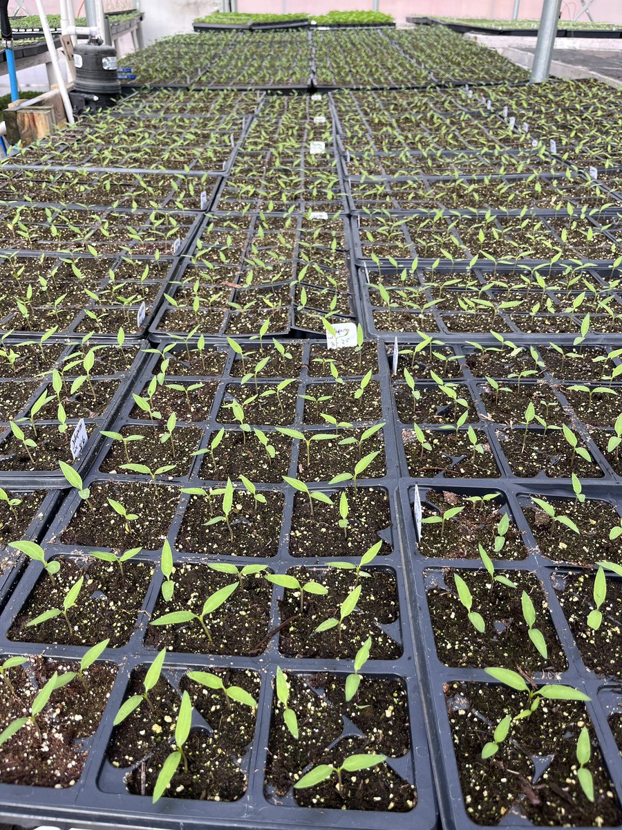 Casee Eisele tweet media