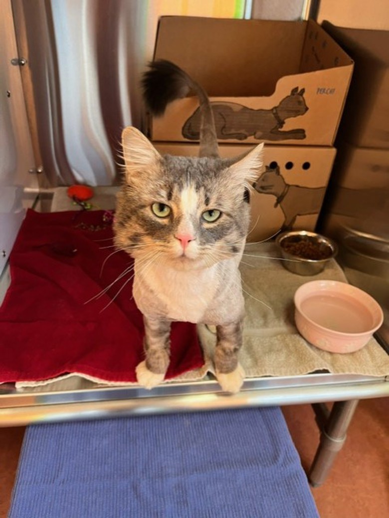BC_SPCA's tweet image. Meet Cloud! This handsome man came to us after unfortunately living outdoors on his own for quite some time and wasn’t in very good shape. Help this boy find a loving home at ow.ly/fkxH50VkZiv. #ComoxBC