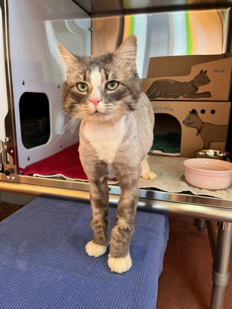 BC_SPCA's tweet image. Meet Cloud! This handsome man came to us after unfortunately living outdoors on his own for quite some time and wasn’t in very good shape. Help this boy find a loving home at ow.ly/fkxH50VkZiv. #ComoxBC