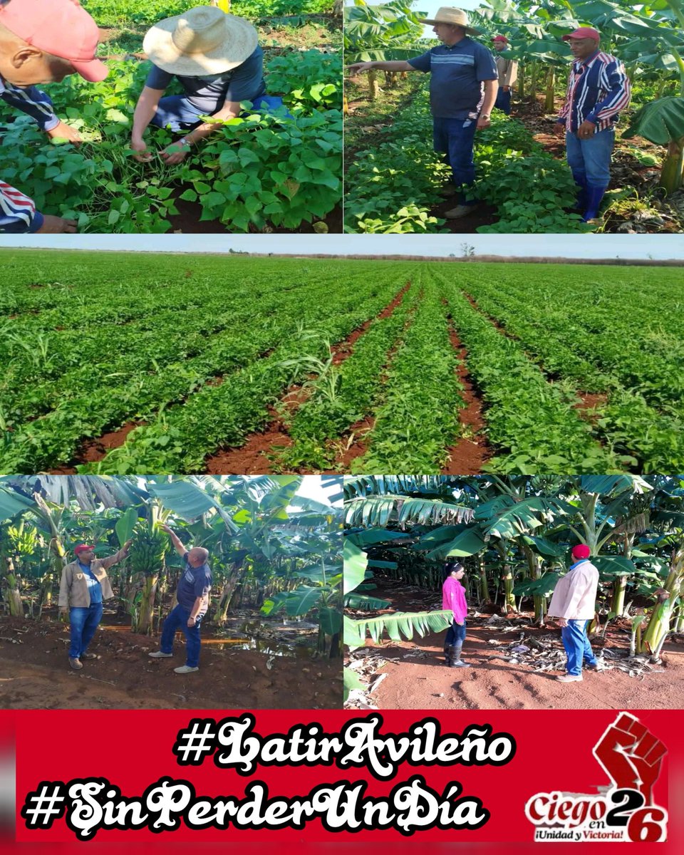 Visitamos hoy la UEB Frutero de la #Cuba.Aquí desarrollaremos el próximo 4 de abril el acto provincial en saludo al aniversario 63 de la <a href="/UJCdeCuba/">UJC de Cuba</a> en #CiegodeÁvila con la recuperación de un órgano organopónico de 75 canteros.
#SinPerderUnDía #CiegoEn26 #LatirAvileño <a href="/DiazCanelB/">Miguel Díaz-Canel Bermúdez</a>
