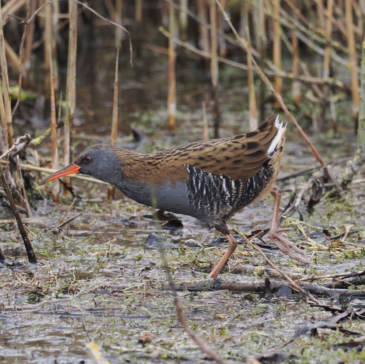 Water rail dashing around at Willen lake north this afternoon
Aways a good place to go looking for Water rail .Every time I see one it   surprises me how small they are
