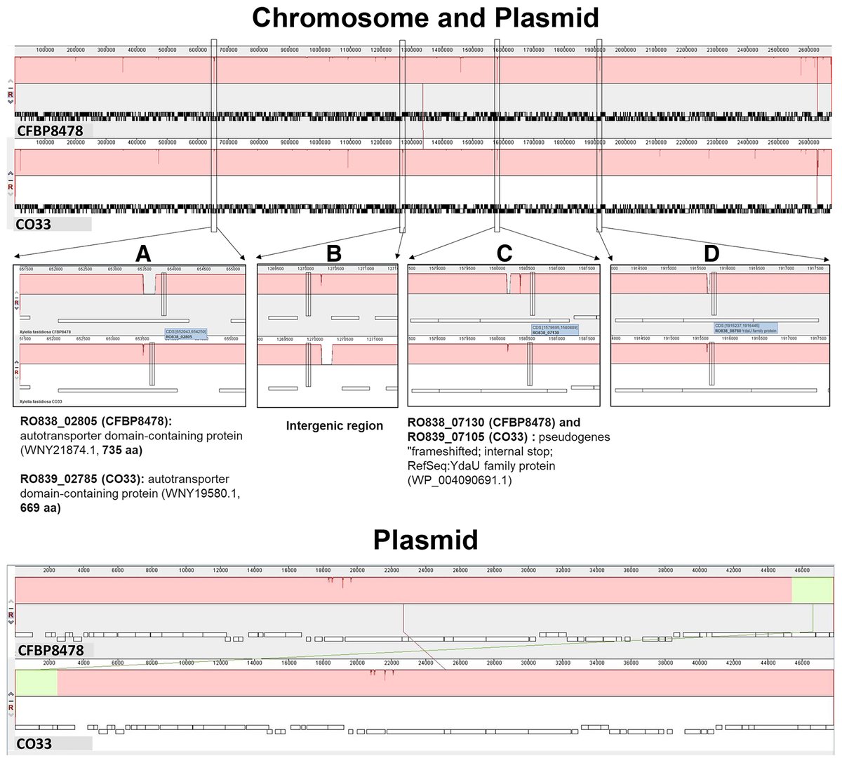 A subspecies of Xylella fastidiosa was detected in coffee plants imported from Costa Rica in Europe. María Pilar Velasco-Amo et al. sequenced complete genomes for two strains, aiding comparative genomic and population analysis. <a href="/blancaracol/">Blanca B. Landa</a> doi.org/10.1094/PHYTOF…
