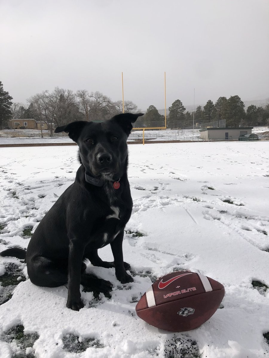 CSteinkamp35's tweet image. A VERY special Happy Birthday to my ball shagger and best friend: Rip Steinkamp!! 🎉🎁🎂
#GoLobos 🐺
#beatMarquette
#dogappreciation