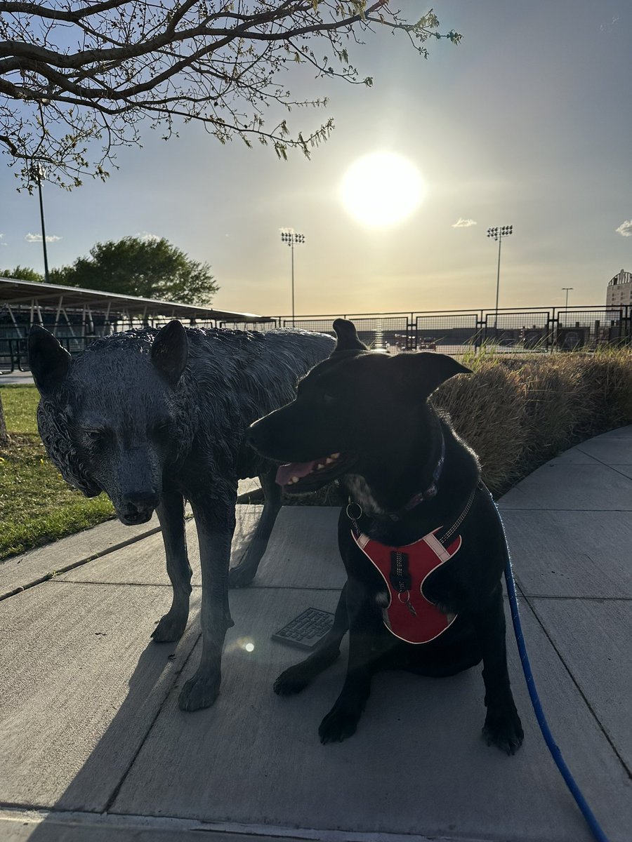 CSteinkamp35's tweet image. A VERY special Happy Birthday to my ball shagger and best friend: Rip Steinkamp!! 🎉🎁🎂
#GoLobos 🐺
#beatMarquette
#dogappreciation