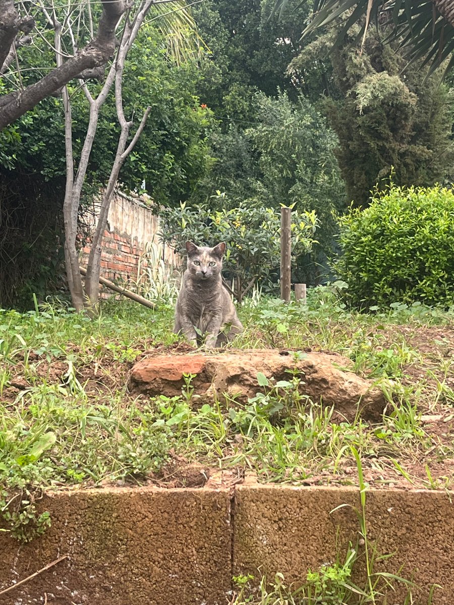amYfunK7's tweet photo. El sitio donde estoy yendo a trabajar. Ayer se me quedó mirando esta cosita☺️ https://t.co/vqMTwHuKI5