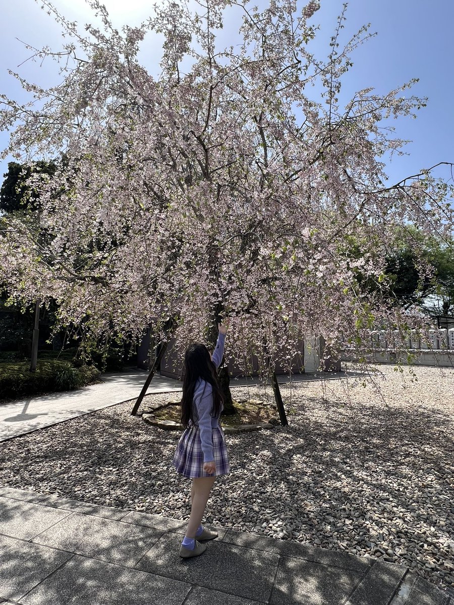 nebulynn_'s tweet photo. Le plus beau printemps de ma vie, sous les cerisiers en fleurs🌸 https://t.co/Smjqwnu3ep