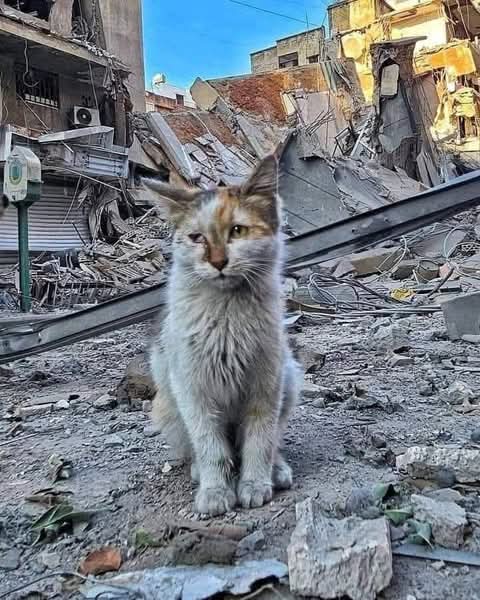 Para ser sinceros: los seres humanos son los diablos en la tierra, y los animalitos las almas atormentadas. 🐾😢