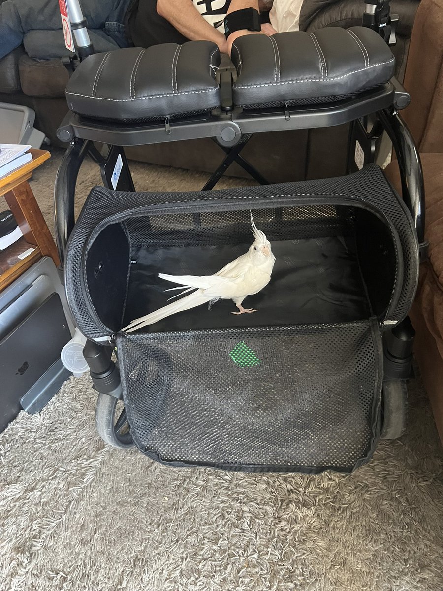 Dads new walkers got a build in bird carrier