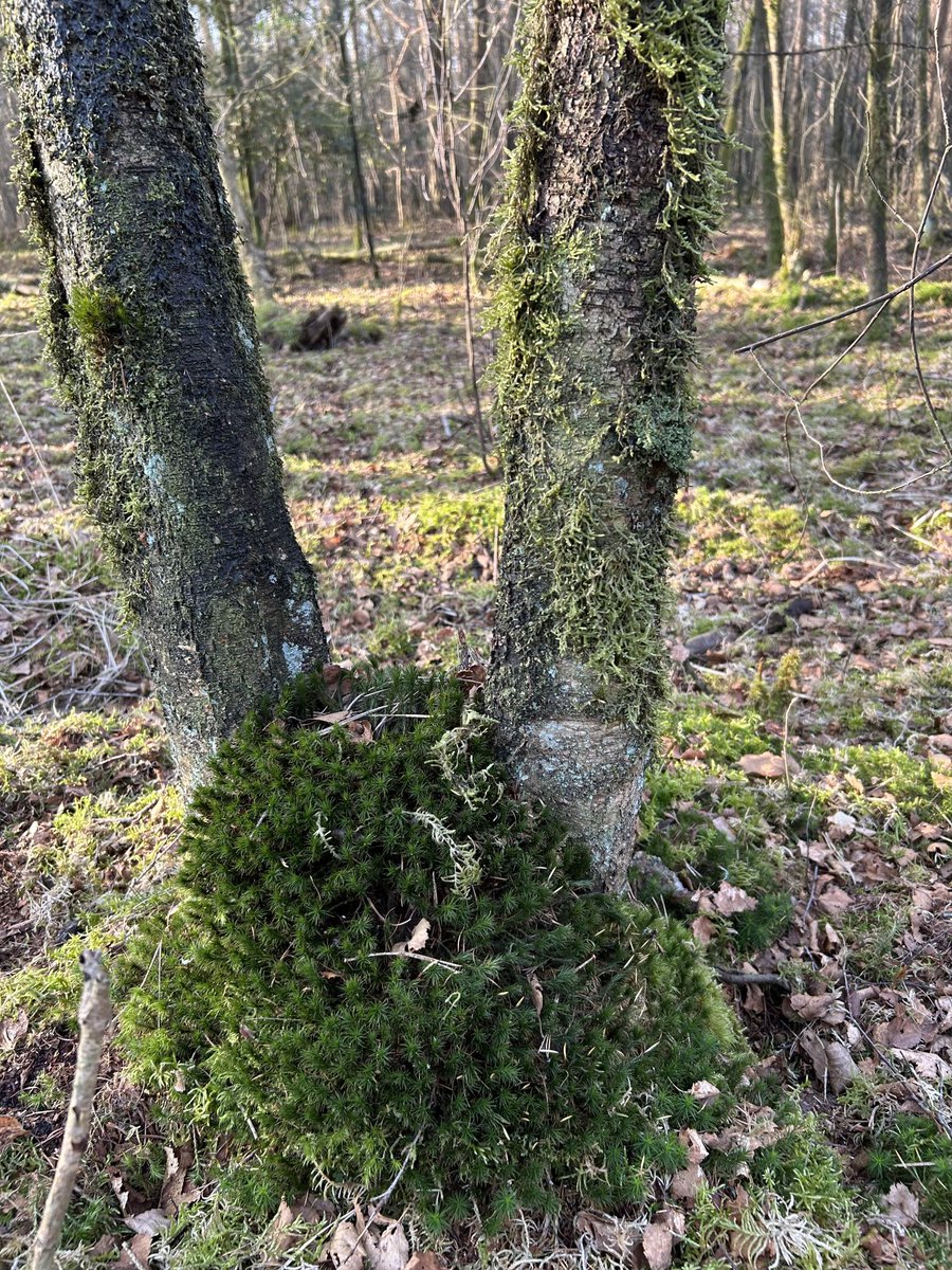 Drenthenaren (@drenthenaren) on Twitter photo 