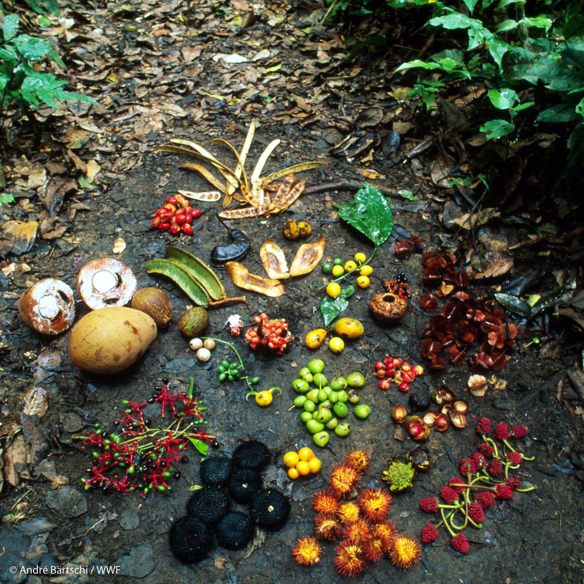 Human food security and dietary health require sufficient access to diverse, quality foods. One out of five people relies on forests for food and livelihoods. Learn more about all the ways forests benefit human health: wwf.to/4ijZ1Xy. #ForestDay