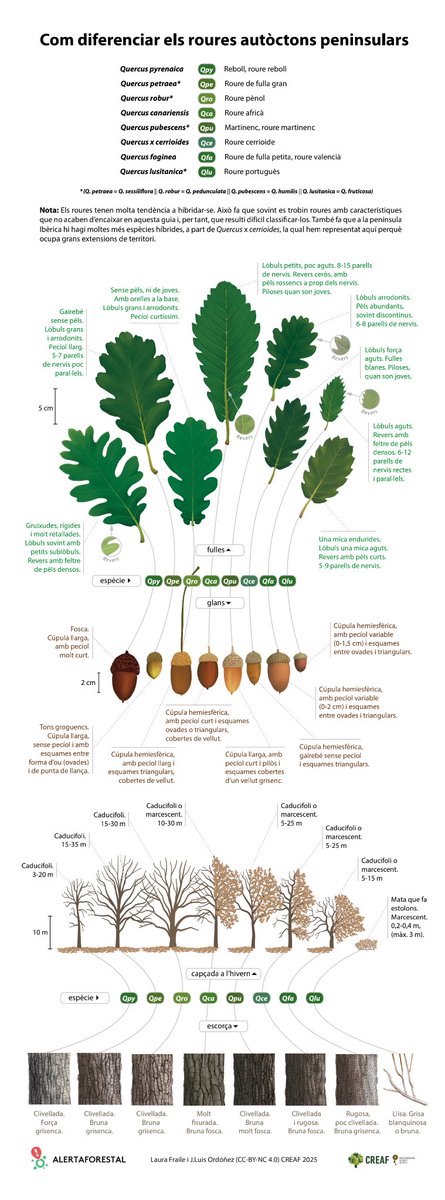 educación forestal🇪🇺 tweet media