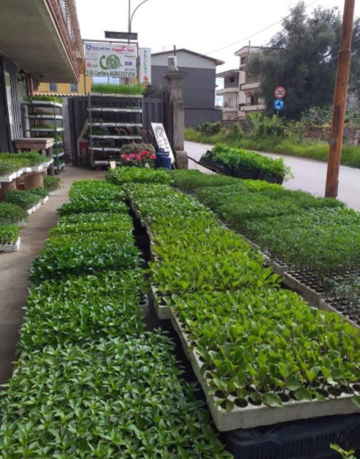 AgricoltCanfora's tweet photo. Fratelli Canfora #AGRICOLTURA

Indirizzo: Via Petromeo, 29b, 89029 #Taurianova (RC).
Telefono: 0966 610239. https://t.co/Im2lXRonMl