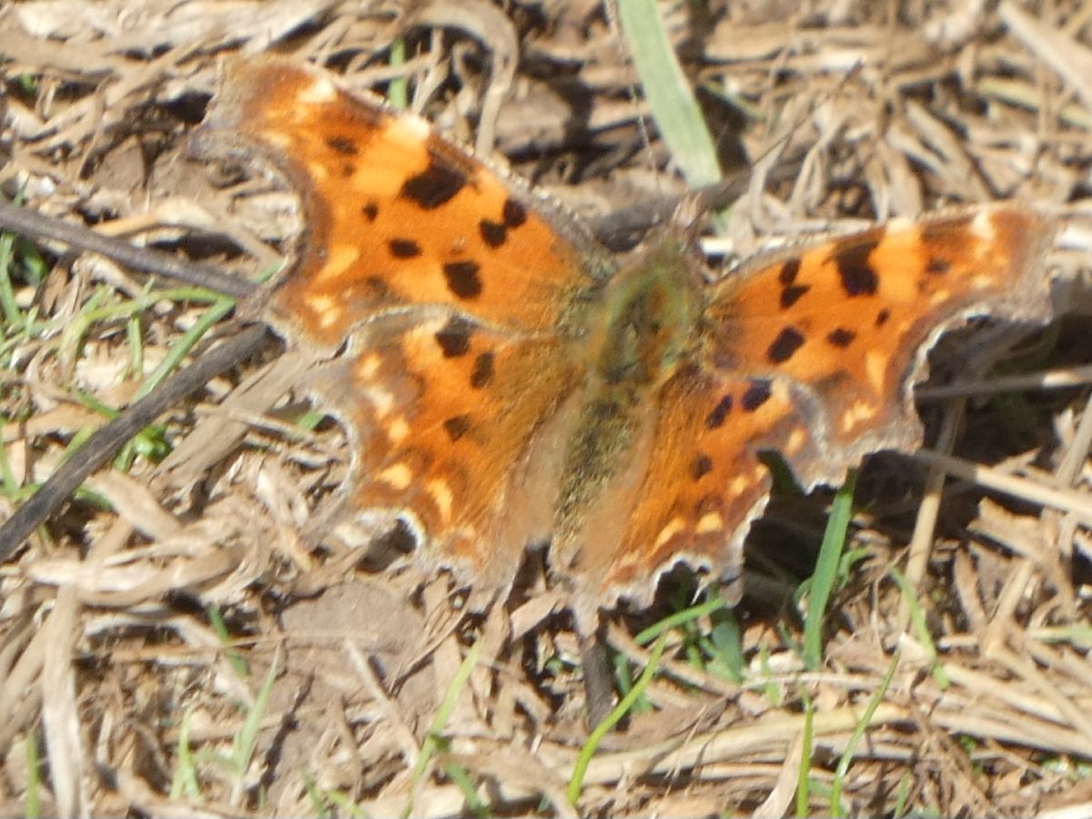 pam_mcinnes's tweet image. #FlutterbyFriday. Found my second butterfly of the year at Gait Barrows, Silverdale yesterday. A beautiful comma.🦋☺️