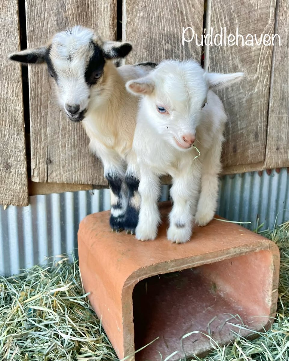 GoatLoverClub's tweet photo. ❤️🥰 https://t.co/SSAqSXYXWs