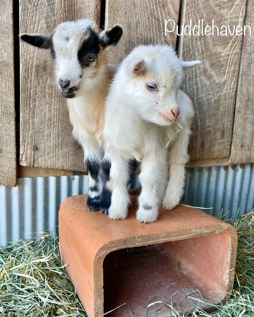 GoatLoverClub's tweet photo. ❤️🥰 https://t.co/SSAqSXYXWs