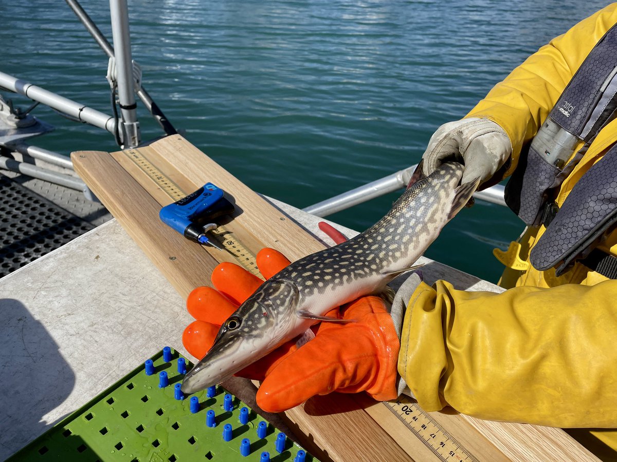 We were back in the field today and were able to target some #NorthernPike via electrofishing!

#LakeStClair #GreatLakes #GreatLakesSci