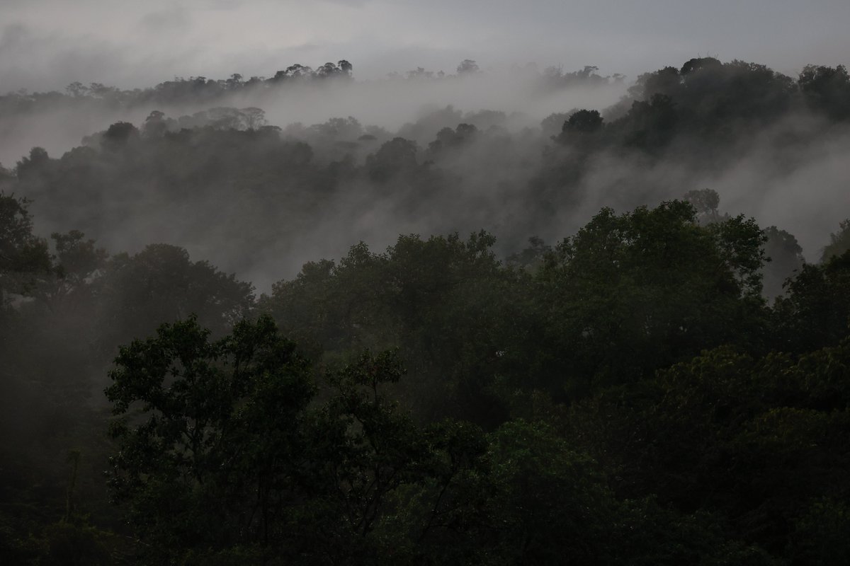 🌳#DíaInternacionalDeLosBosques Reafirmamos el compromiso de 🇪🇸<a href="/CooperacionESP/">Cooperación Española</a> en la conservación y uso sostenible de los Grandes Bosques de #Mesoamérica, como parte del 🇪🇺#EquipoEuropa de un programa que articula a 🇩🇪<a href="/giz_gmbh/">GIZ</a> 🇫🇷<a href="/expertisefrance/">Expertise France</a> y 🇸🇪<a href="/Sida/">Sida</a>.