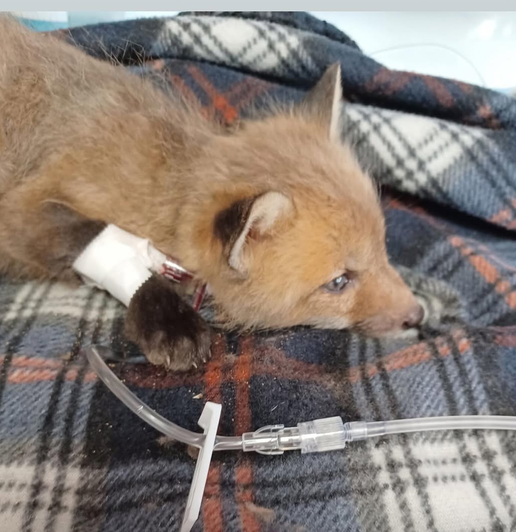 STAR_Fdn's tweet image. Injured Baby Fox getting the best care. #WildlifeRescue