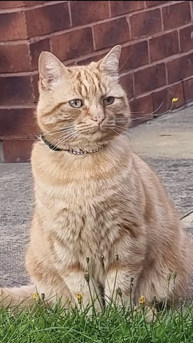 Janice (@janice_adams3) on Twitter photo MISSING CAT
Today is #MissingCatsDay
#PetTheftAwarenessWeek
Simba’s male Ginger tabby missing from #Thrybergh, #Rotherham, S Yorkshire since 16/11/23. Neutered & Microchipped
<a href="/CatsMissing/">MissingCatsUK</a>
<a href="/MissingPetsGB/">Missing Pets GB</a>
<a href="/LisaClareRead2/">Lisa Clare Read 💙</a>
<a href="/ZuccoIsMissing/">SassPirelli</a>
please retweet MISSING CAT
Today is #MissingCatsDay
#PetTheftAwarenessWeek
Simba’s male Ginger tabby missing from #Thrybergh, #Rotherham, S Yorkshire since 16/11/23. Neutered & Microchipped
<a href="/CatsMissing/">MissingCatsUK</a>
<a href="/MissingPetsGB/">Missing Pets GB</a>
<a href="/LisaClareRead2/">Lisa Clare Read 💙</a>
<a href="/ZuccoIsMissing/">SassPirelli</a>
please retweet