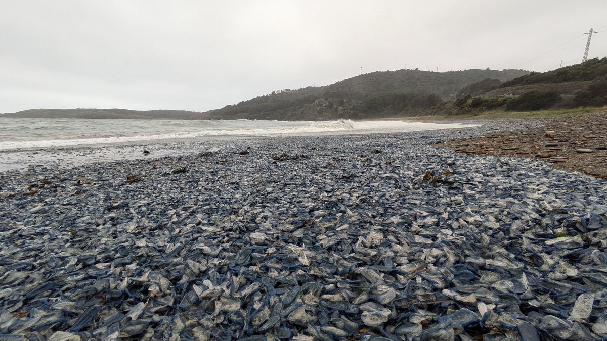 Si comptéssim les barquetes de Sant Pere #Velella_velella que han arribat aquesta dies a les cales de la #Costa_Brava quedaríem astorats. Imatge d'avui a Garbet #albera_marítima